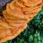 Schwefelporling (Laetiporus sulphureus) von Ratz81 | Hochgeladen von: Ratz81