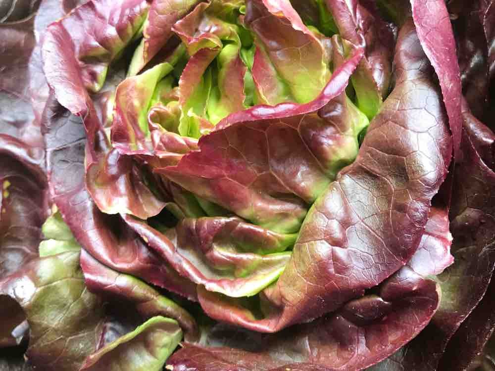 Eichblattsalat / Eichenlaub-Salat, rot oder grün von verano | Hochgeladen von: verano