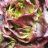 Eichblattsalat / Eichenlaub-Salat, rot oder grün von verano | Hochgeladen von: verano