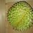 Durian | Hochgeladen von: smajli