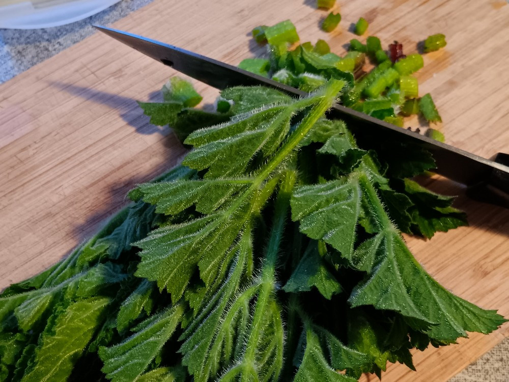 Wiesenbärenklau, Naturprodukt von Katasuomi | Hochgeladen von: Katasuomi Wiesenbärenklau, Naturprodukt von Katasuomi | Hochgeladen von: Katasuomi