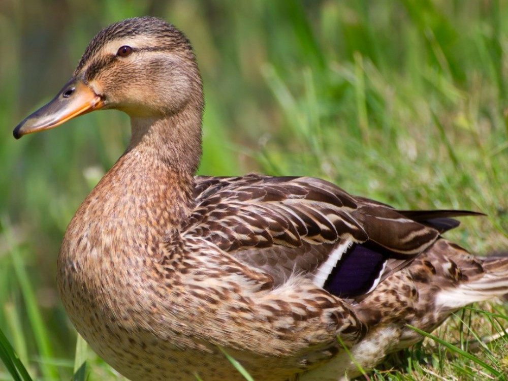 Hochgeladen von: Stella Steinbrenner