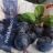 Heidelbeeren, Tiefgefroren von Taxeo | Hochgeladen von: Taxeo