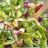 Salatbox Tomate Mozzarella von maximus09 | Hochgeladen von: maximus09