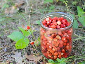 Walderdbeeren | Hochgeladen von: swainn Walderdbeeren | Hochgeladen von: swainn