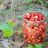 Walderdbeeren | Hochgeladen von: swainn