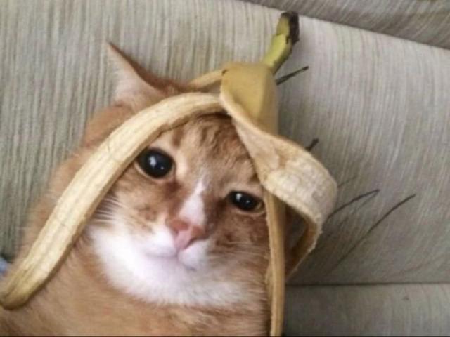 Hochgeladen von: chariee