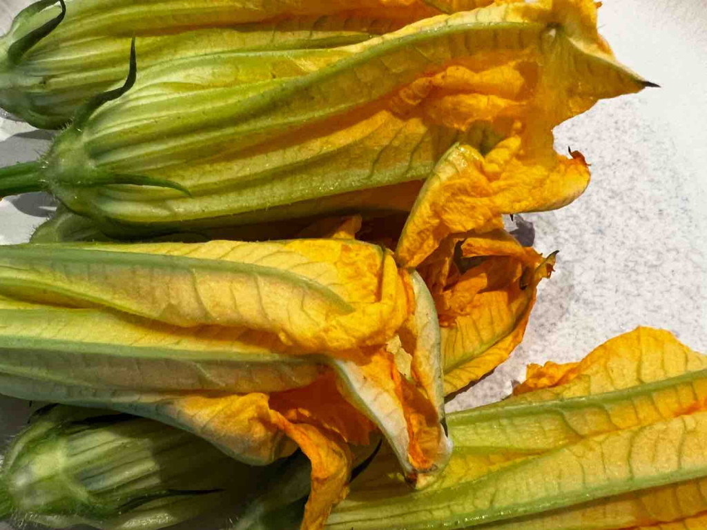 Zucchiniblüte von sveni37 | Hochgeladen von: sveni37