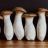 Brauner Kräuter Seitling [Speisepilz], King Oyster Mushroom von  | Hochgeladen von: BillyB