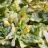 Grüner Salat, mit Marinatl von SilviNe | Hochgeladen von: SilviNe