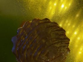 Hochgeladen von: dahnabraun