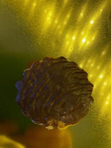 Hochgeladen von: dahnabraun Hochgeladen von: dahnabraun