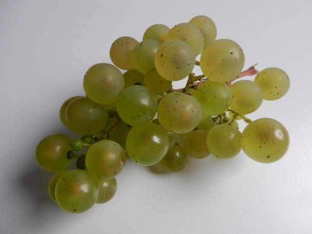 Weintrauben, weiß, frisch | Hochgeladen von: maeuseturm
