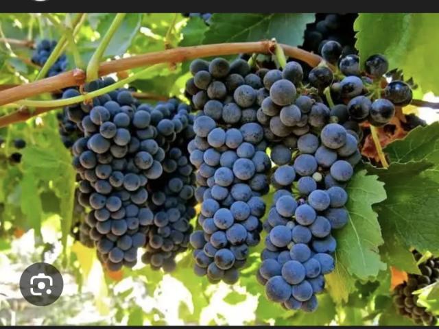 Hochgeladen von: SiD Elya