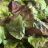 Pflücksalat, Eichblatt grün/rot von Waasserpuddeldeier | Hochgeladen von: Waasserpuddeldeier