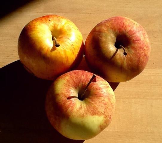 Apfel Jonagold, süß | Hochgeladen von: mattalan