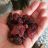 Cranberrys von NaDine164 | Hochgeladen von: NaDine164