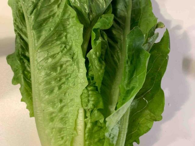 Romaine lettuce by Lunacqua | Uploaded by: Lunacqua