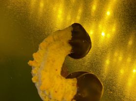 Hochgeladen von: dahnabraun