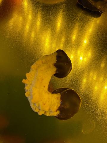 Hochgeladen von: dahnabraun Hochgeladen von: dahnabraun