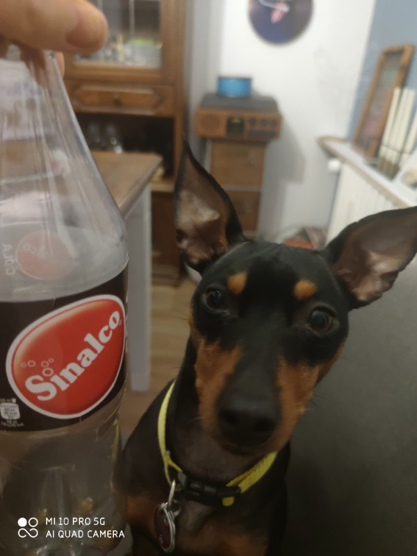 Sinalco Cola von Fraukausb | Hochgeladen von: Fraukausb