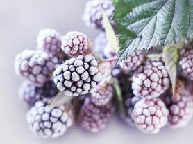 Brombeeren, gefroren | Hochgeladen von: swainn