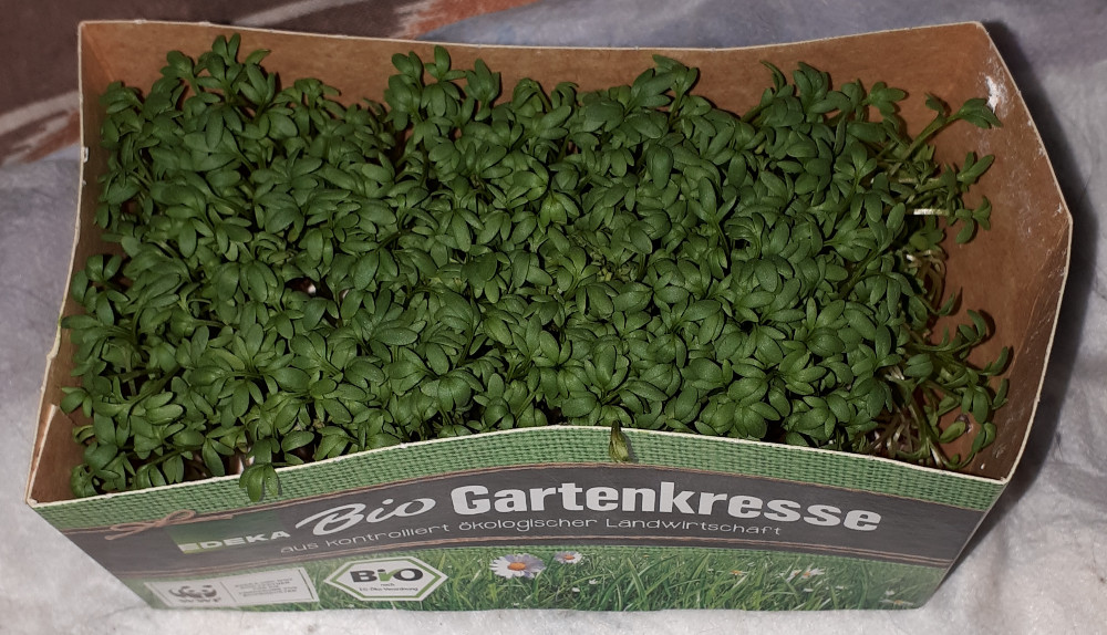 Bio Gartenkresse Edeka, 1 Schale 60g von Enomis62 | Hochgeladen von: Enomis62