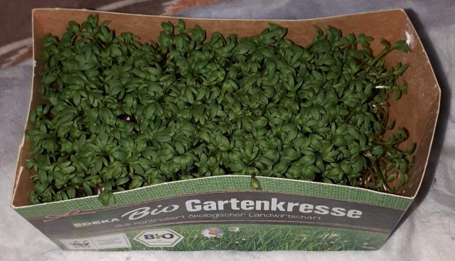 Bio Gartenkresse Edeka, 1 Schale 60g von Enomis62 | Hochgeladen von: Enomis62