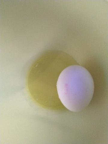Gekochtes Ei von mattigg | Hochgeladen von: mattigg