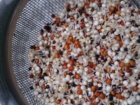Quinoa Keimlinge | Hochgeladen von: Diamantstella
