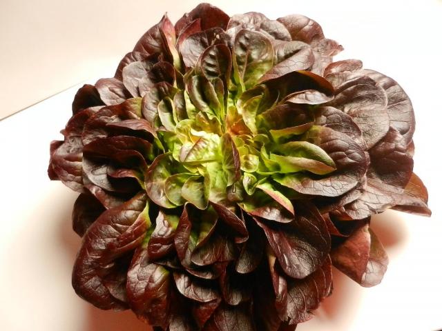 Salanova, Multiblattsalat rot/grün | Hochgeladen von: maeuseturm