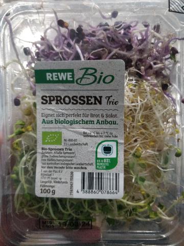 Sprossen Trio, Bio by mikegerber | Hochgeladen von: mikegerber