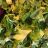 Salatmix, Feldsalat, Frisee & Radicchio von JezziKa | Hochgeladen von: JezziKa