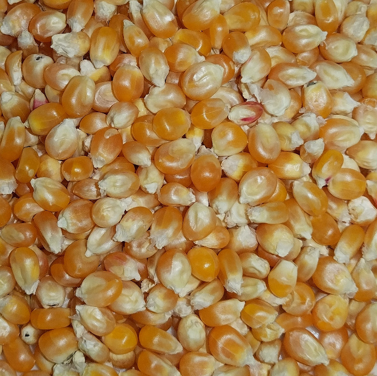 Mais getrocknet, z. B. Popcorn-Mais von ninusuen | Hochgeladen von: ninusuen