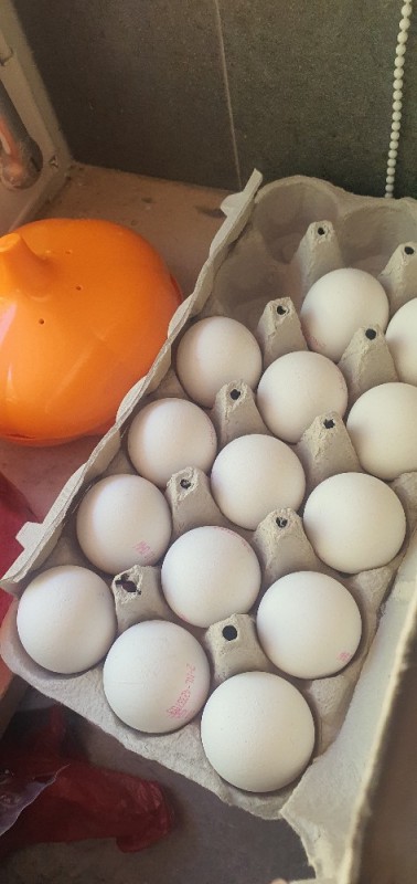 18 frische Eier aus Bodenhaltung von xFatihAbi | Hochgeladen von: xFatihAbi