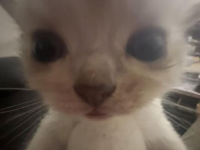 Hochgeladen von: chariee