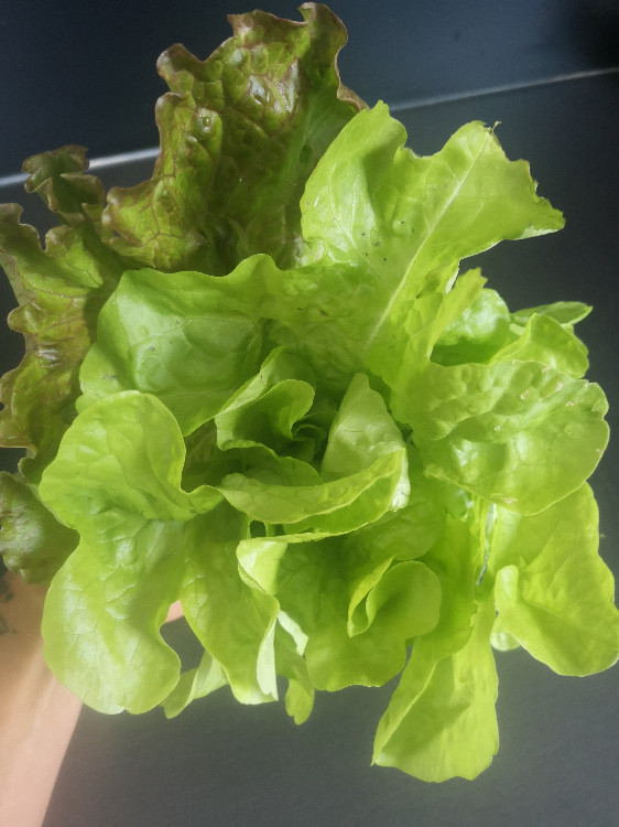 Grüner Salat von nervmich | Hochgeladen von: nervmich