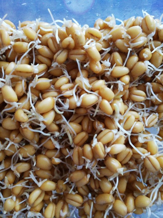 Weizensprossen, Weizenkeime von Galka | Hochgeladen von: Galka