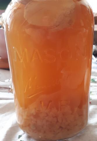 Wasserkefir Ginger Root von Enomis62 | Hochgeladen von: Enomis62