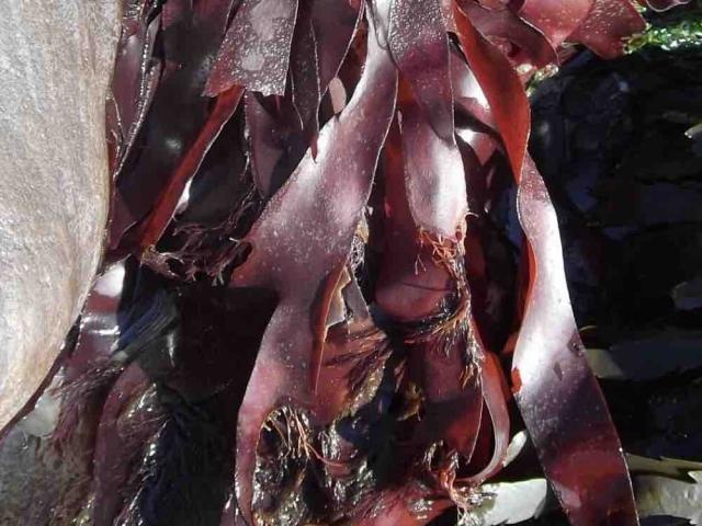 Dulse, wildwachsende Atlantikalgen von michalotte | Hochgeladen von: michalotte
